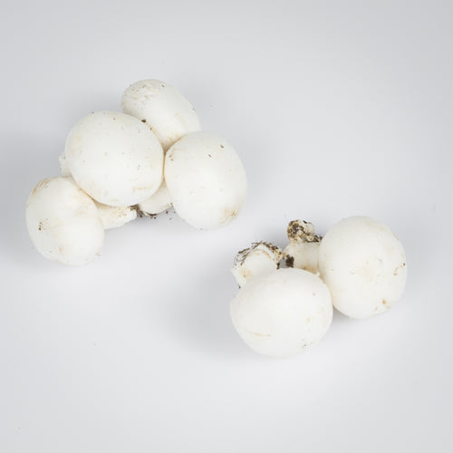 Champignon