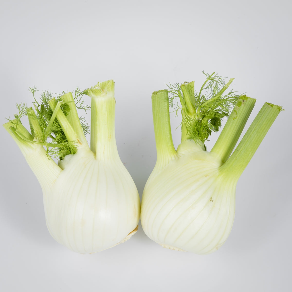 Fenchel