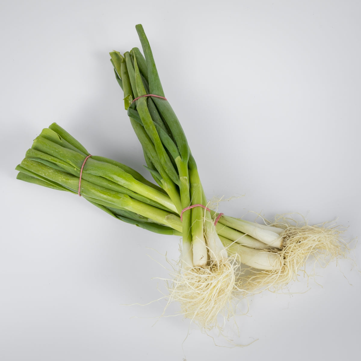 Jungzwiebel