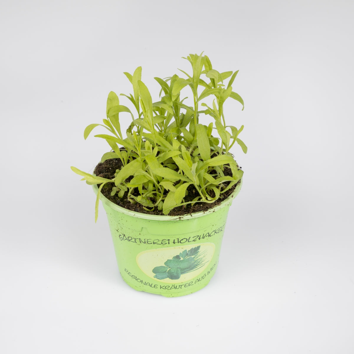 Kräuter 'Estragon'