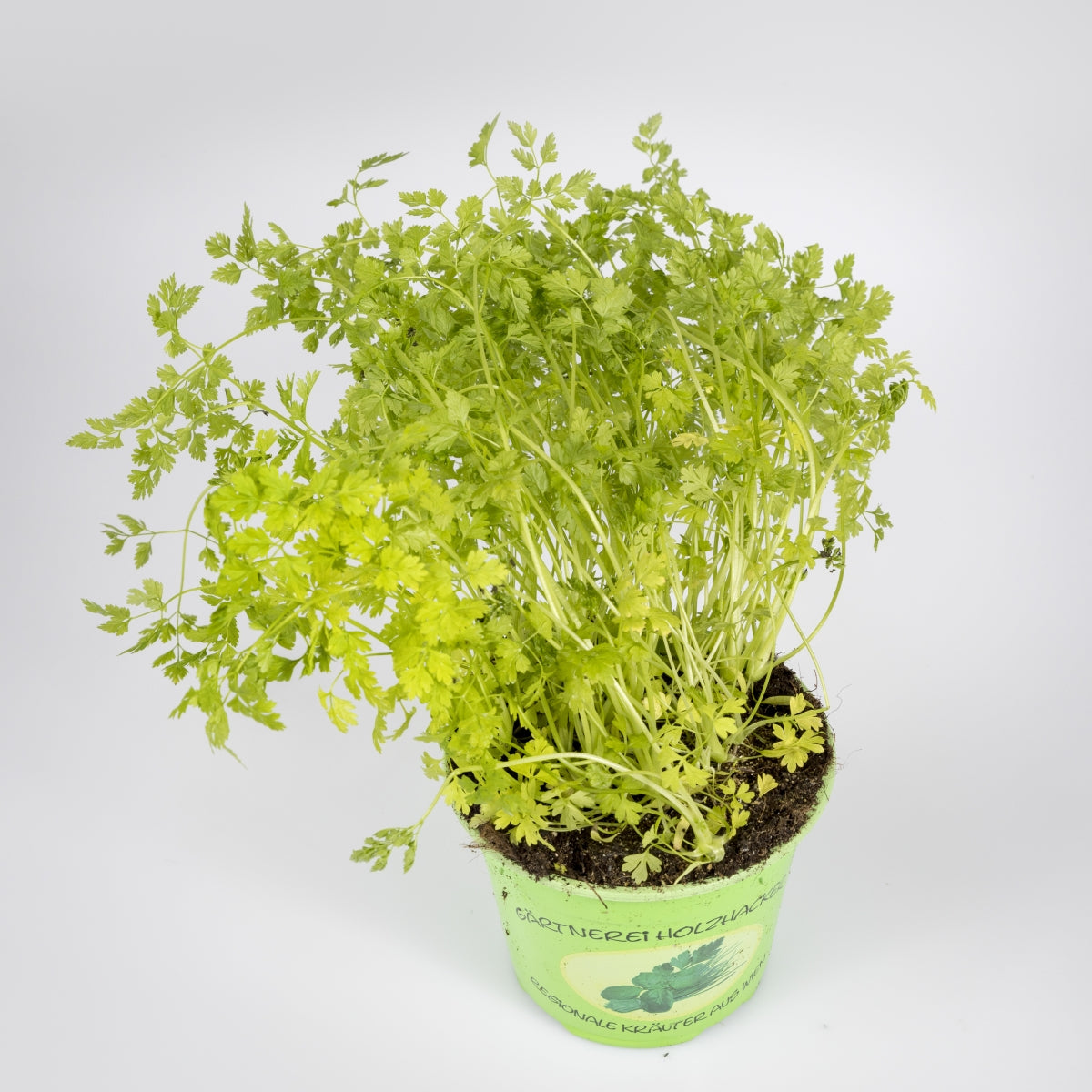 Kräuter 'Kerbel'
