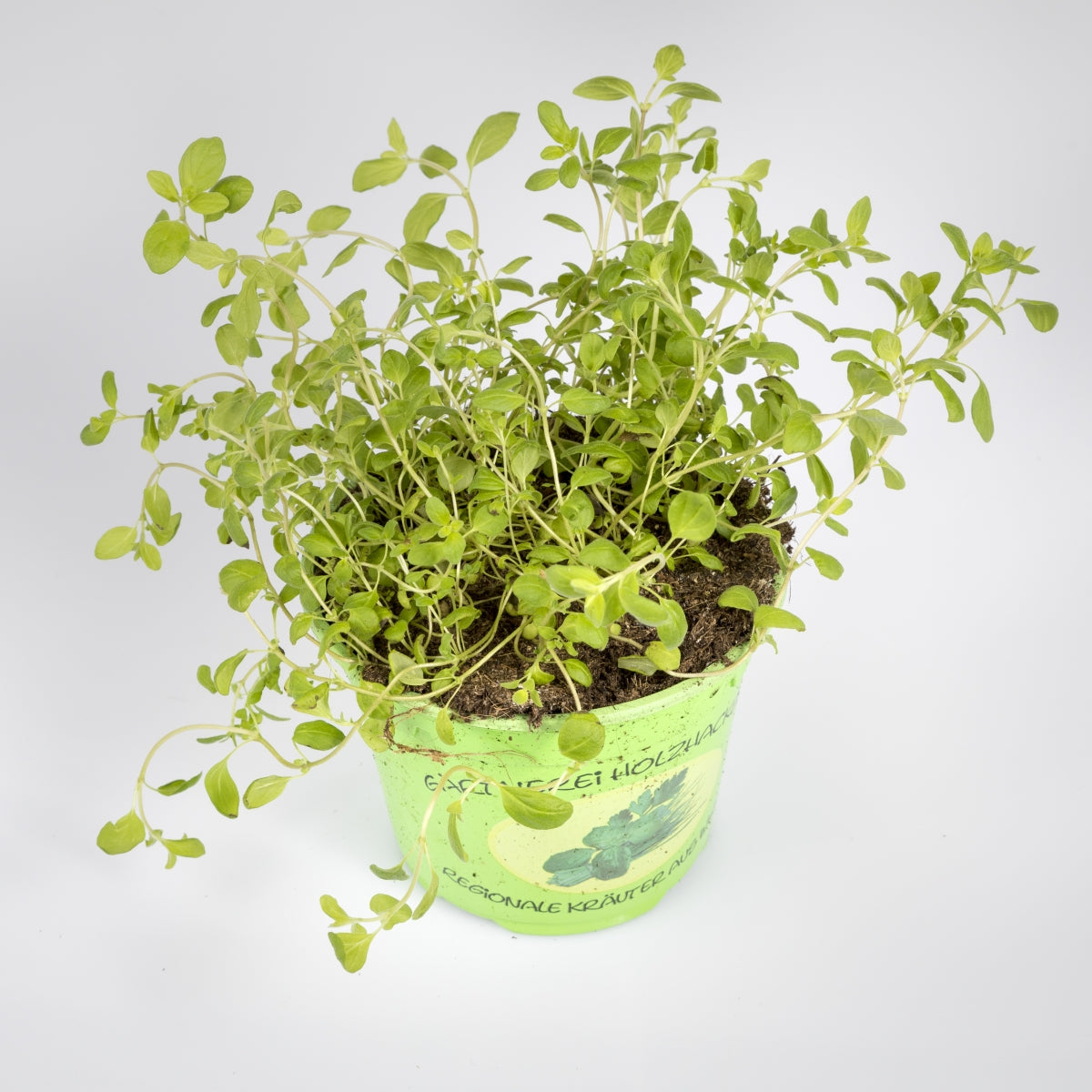 Kräuter 'Majoran'