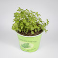 Kräuter 'Oregano'