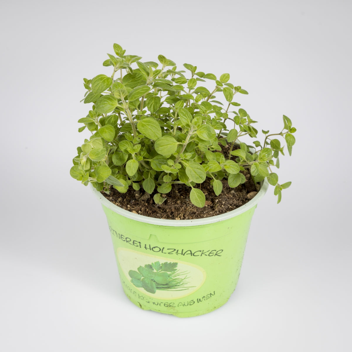 Kräuter 'Oregano'