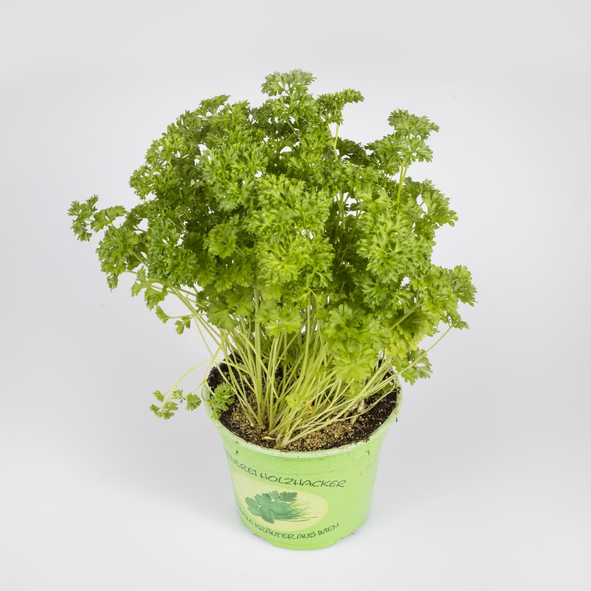 Kräuter 'Peters Mooskrauss'