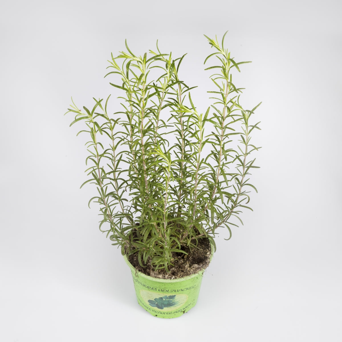 Kräuter 'Rosmarin'