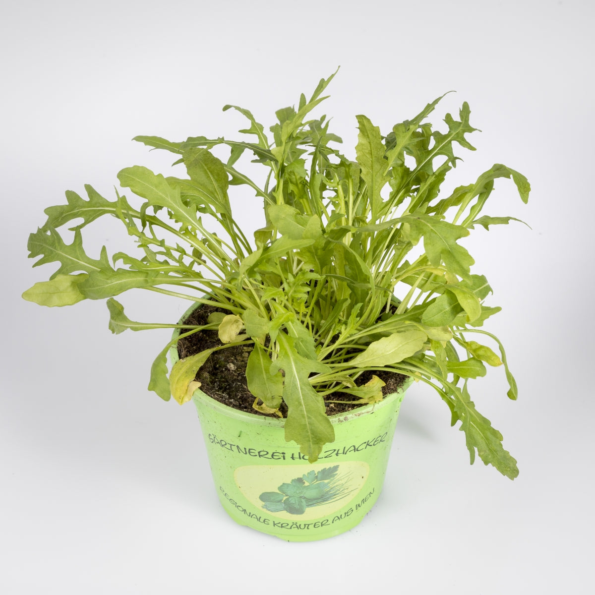 Kräuter 'Ruccola'