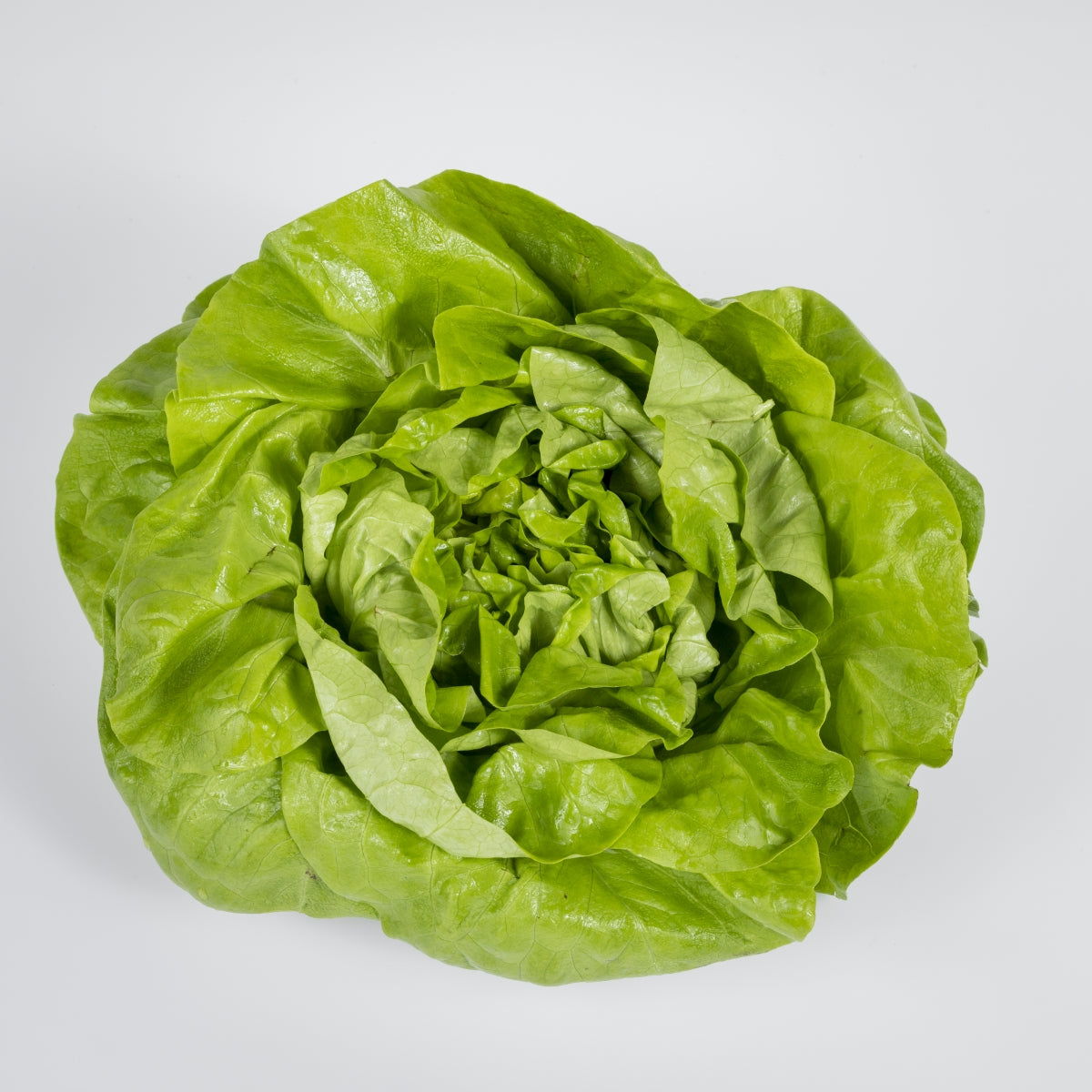 Häuptelsalat