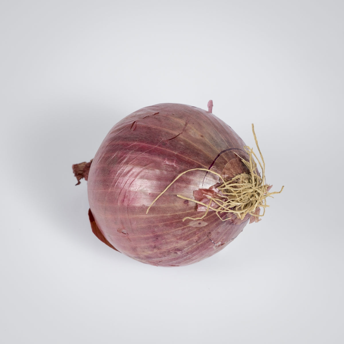 Zwiebel rot