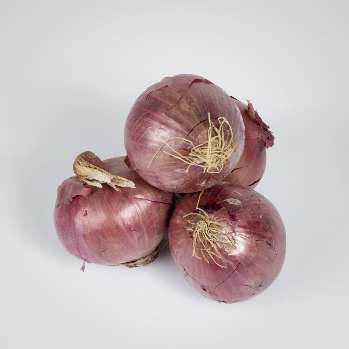 Zwiebel rot